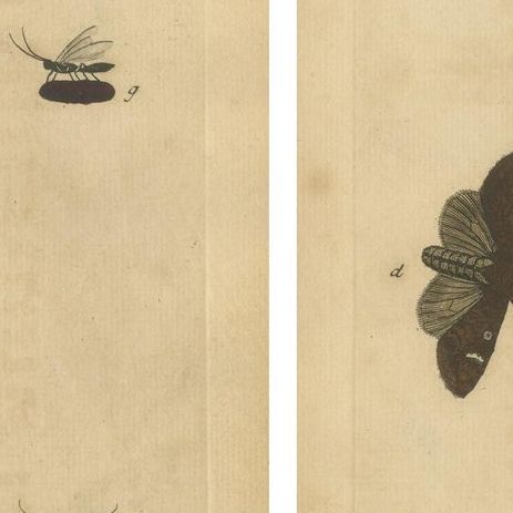 Antique English Moths with Garden Flowers, Hand-Colored Engravings 1720, close-up 2