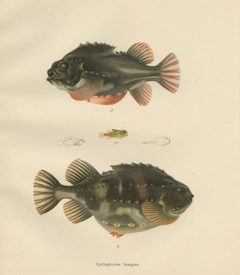 Lumpsucker - Distinctive Hand-Coloured Scandinavian Fish Lithograph, 1895, close-up 1