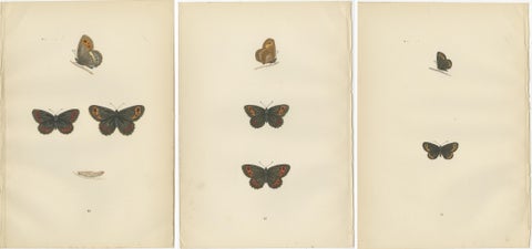 Victorian Era British Lepidoptera: A Hand-Colored Legacy, 1890, view 5