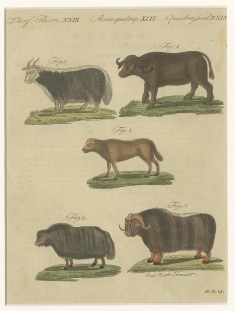 Antique Exotic Cattle, Yak & Buffalo Engraving, Bertuch, c. 1800, close-up 4