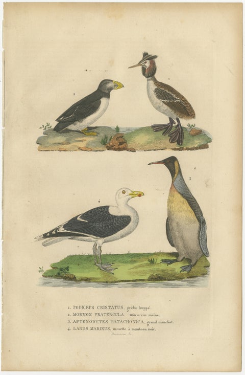 Original Print of Great Crested Grebe, Atlantic Puffin, King Penguin, Great Gull, view 2