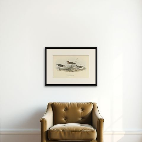 Antique Bird Print of the Little Sandpiper by Gould, 1832, shown framed on a wall