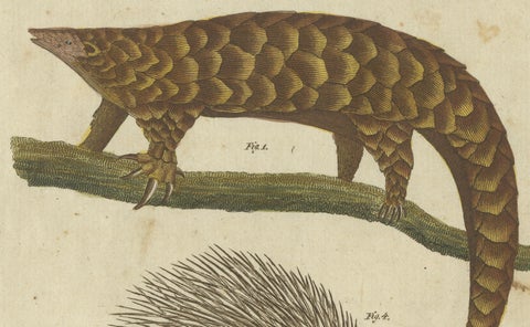 1805 Handcolored Engraving of Unique Mammals from Bertuch's "Bilderbuch", close-up 2
