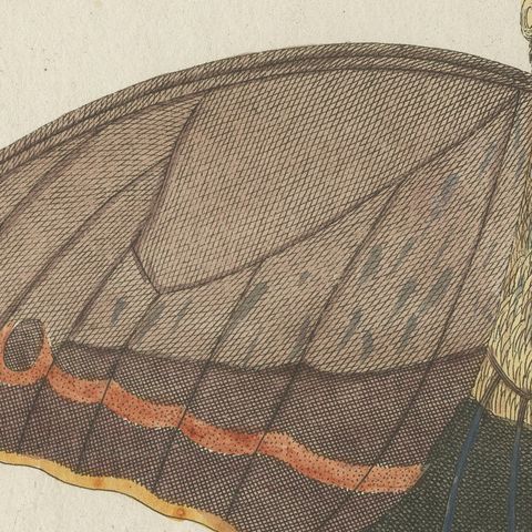 Owl Butterfly from Suriname, Antique Bertuch Print, Vienna, circa 1805, close-up 5