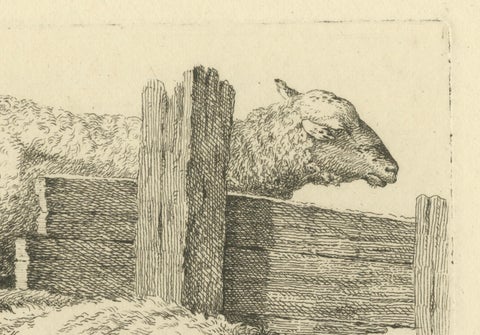 Etching of Three Sheep Resting by Fence: Farm Animal Study, by Oberman in 1810, close-up 3