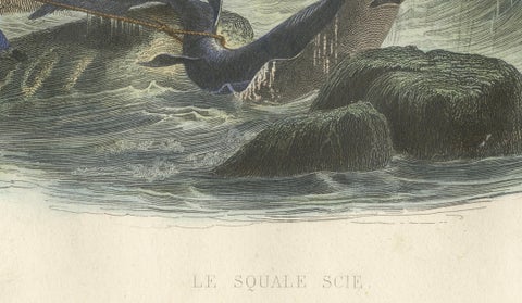 Le Squale Scie (Sawfish), Hand-Colored Engraving, 1840, close-up 5