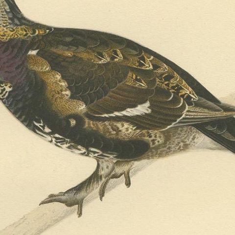 Antique Bird Print of the Black Grouse 'Female' by Von Wright, 1929, close-up 2