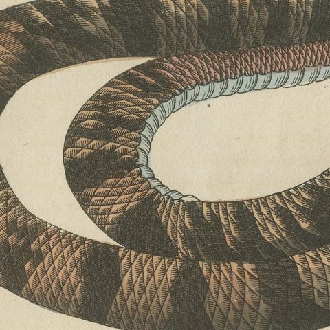 Rattlesnake with Its Rattle, Antique Bertuch Print, Vienna, circa 1805, close-up 1