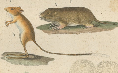 Antique Engraving of Rodents: Hamster, Jerboa, Pocket Gopher, and Beaver - 1825, close-up 3