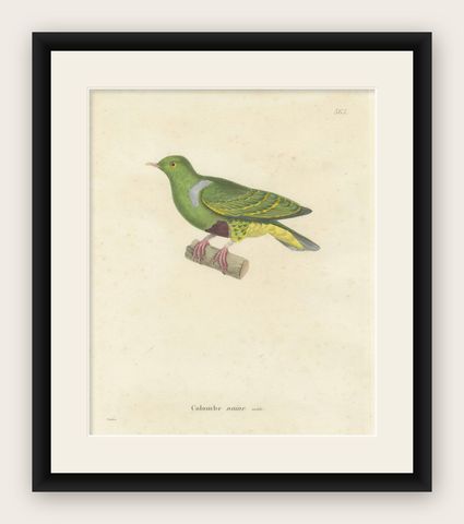 Rare Ornithological Illustration of the Male Dwarf Pigeon (Colombe naine), 1838, shown framed