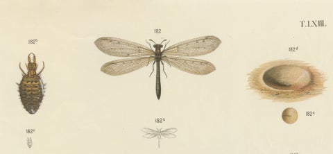 Large Antique Entomology Poster, Dragonflies, Crickets & Flies, ca.1880, close-up 2