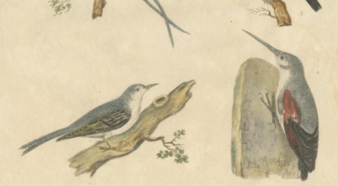 Antique Hummingbirds & Treecreepers Lithograph by Karl Joseph Brodtmann, 1816, close-up 3
