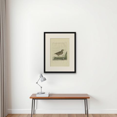 Antique Bird Print of the Female Water Rail Bird by Sepp & Nozeman, 1797, shown framed on a wall