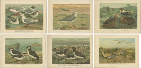 Set of 6 Antique Ornithology Chromolithographs, Arctic & European Birds, c.1890, view 8