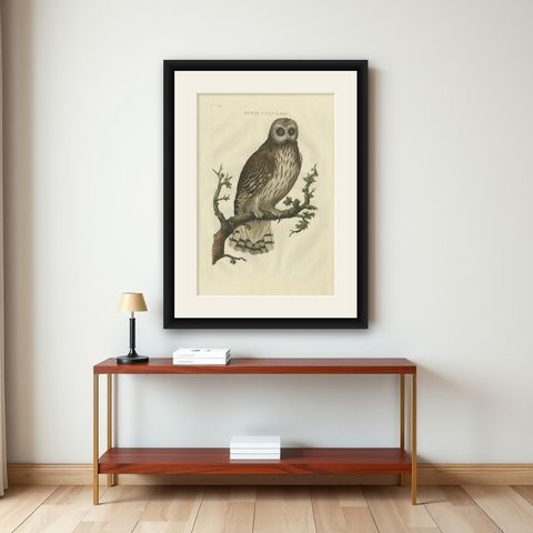 Antique Bird Print of a Male Strix Owl by Sepp & Nozeman, 1770, shown framed on a wall