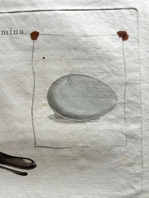 Anas acuta foemina, Northern Pintail Female with Egg by Nozeman & Sepp, 1789, view 6