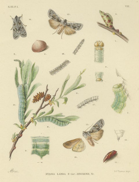 Antique Moth Pair Xylina Lambda Ortholithia by Sepp & Brants - Handcolor, 1905, close-up 1