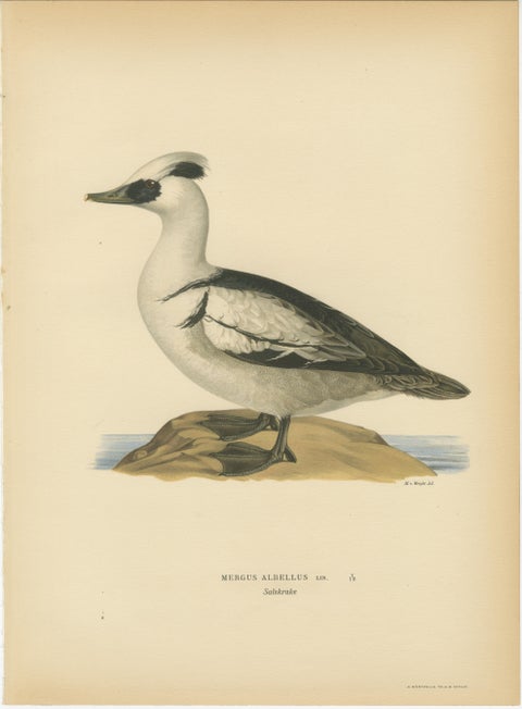 Antique Merganser Duck Lithographs Set of 6, Scandinavian Birds Sweden 1929, view 3