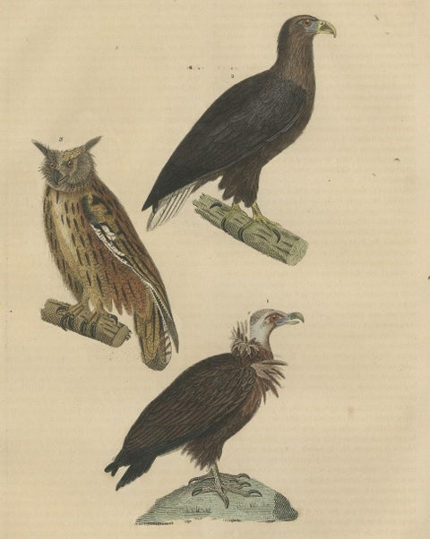 Original Bird Print of The Vulture, An Eagle Falcon and an Owl, close-up 2