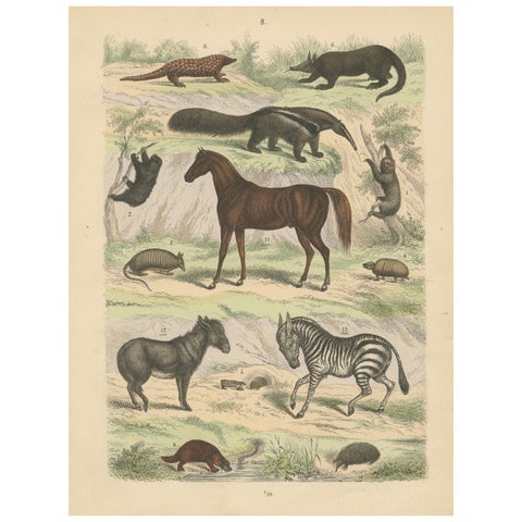 Mammals Print: Horse, Zebra, Anteater & Pangolin, Antique 1867