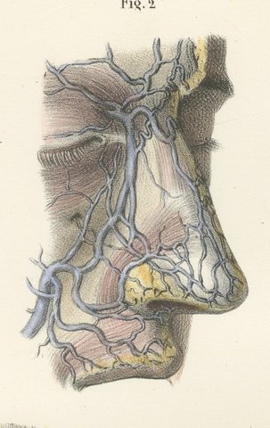 Vessels and Olfactory Nerves of the Nose, Antique Hirschfeld Anatomy Print, 1866, view 4