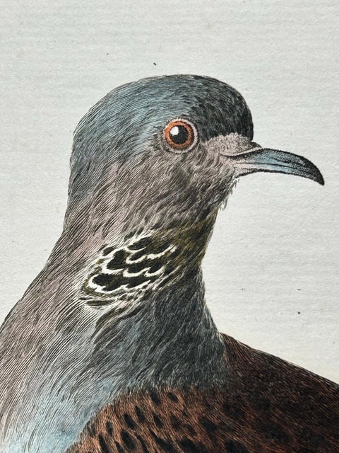 European Turtle Dove with Nest, Antique Bird Engraving, Nozeman & Sepp 1770, view 6