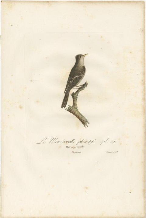 Large Antique Bird Print of an Eastern Wood Pewee, view 2