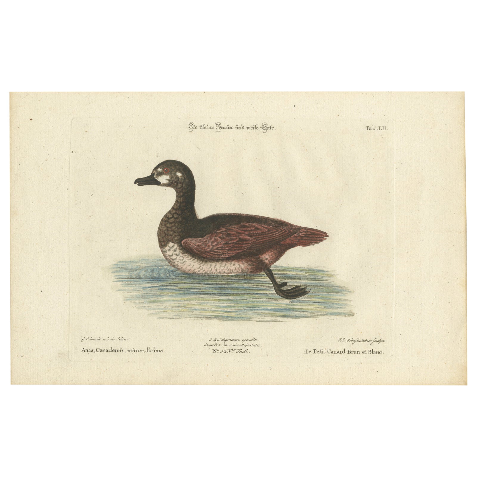 Hand-Colored Engraving of the Small Brown and White Duck by Seligmann, c.1770