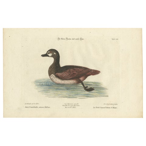 Hand-Colored Engraving of the Small Brown and White Duck by Seligmann, c.1770