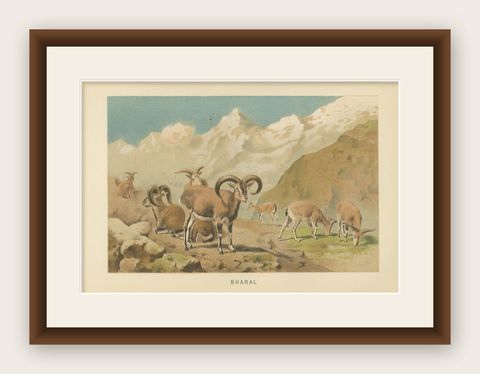Bharal (Blue Sheep), Antique Himalayan Wildlife Chromolithograph, 1894, shown framed