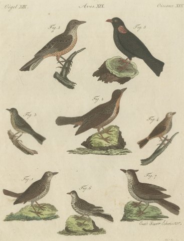 Crested Lark and Other Larks, Antique Bertuch Print, Vienna, circa 1805