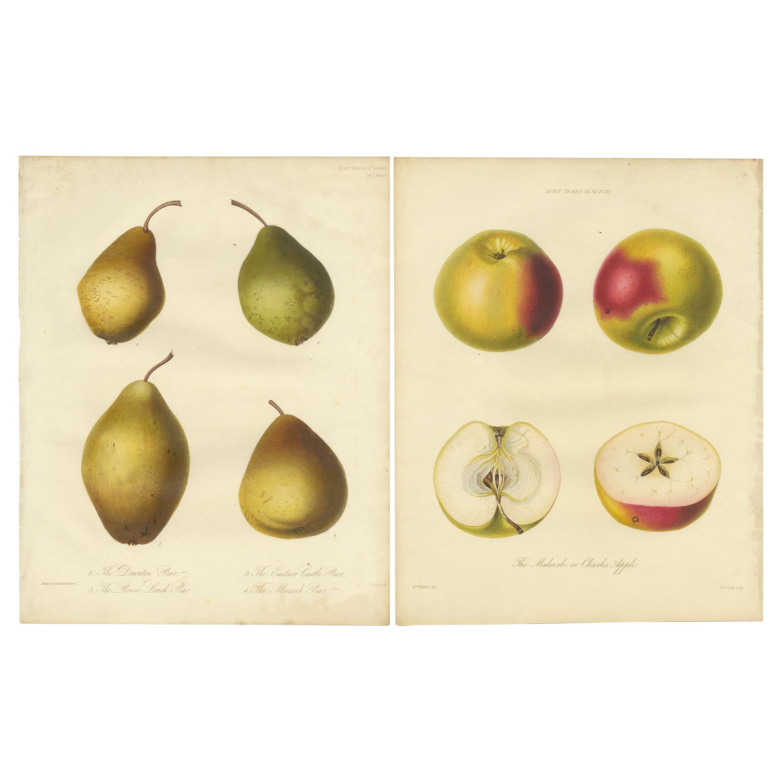Set of 2 Original Antique Prints of various Pears and Apples, c.1835