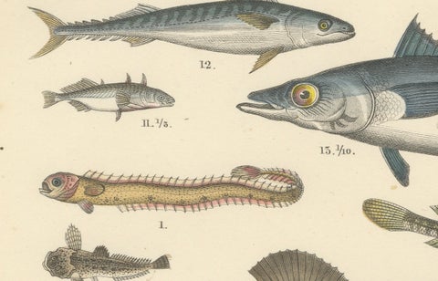 Marine Fish Print: Swordfish, Anglerfish, Tuna & Pipefish, Antique 1867, close-up 2