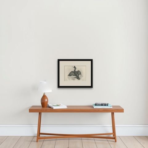 Shag, Antique Bird Print after Lilian Medland, circa 1909, shown framed on a wall