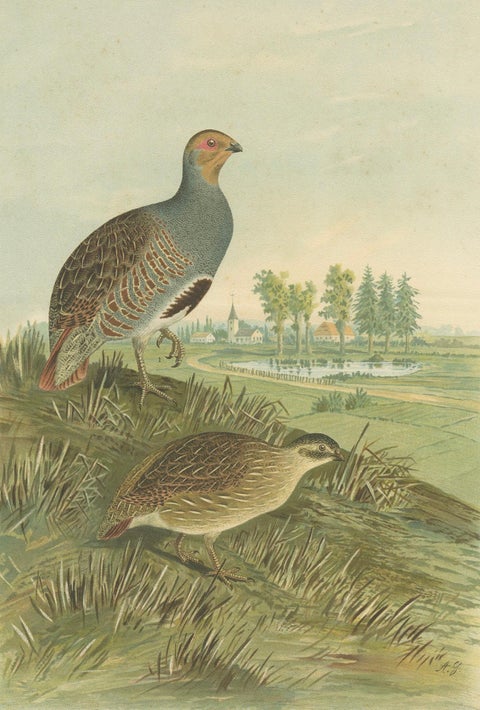 Partridges in Rural Landscape, Antique 19th Century Bird Chromolithograph, close-up 3