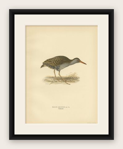 Antique Bird Print of the Water Rail by Von Wright '1929', shown framed