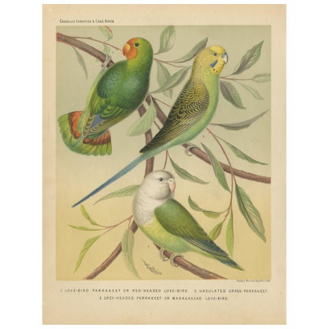 Antique Bird Print of Red-Headed Love-Bird, Undulated Grey-Headed and Parakeet