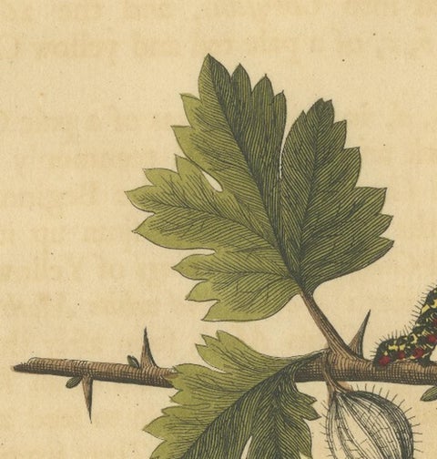 English Moths on Hawthorn, Hand-Colored Insect Engraving, Albin 1720, view 6