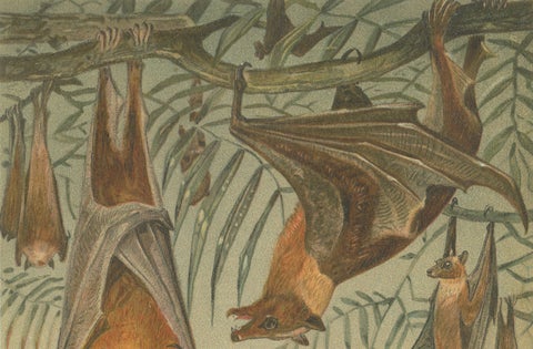 Fruit Bats Antique Chromolithograph Print, Nocturnal Mammals, 1894, close-up 5