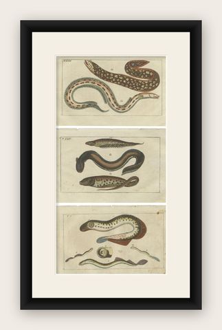 Set of 3 Antique Fish Prints, Moray, Sea Lamprey, Electric Eel, 1832, shown framed
