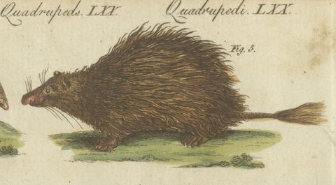 1805 Handcolored Engraving of Unique Mammals from Bertuch's "Bilderbuch", close-up 3