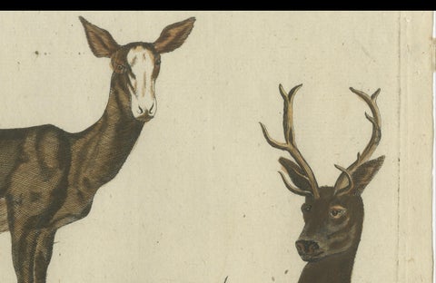 Hand-Colored Antique Engraving of a Male and Female Deer, Published in 1820, close-up 1