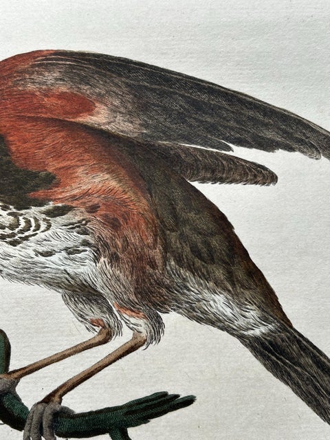 Redwing Thrush, Antique Bird Print by Nozeman and Sepp, 1770, view 8