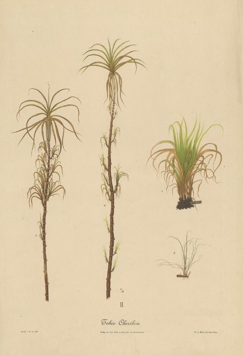 Antique Sugarcane Botanical Chromolithograph, Teboe Cheribon, Java 1892, close-up 1