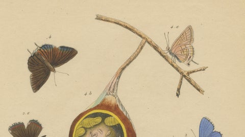 Polyommatus Butterflies & Caterpillars by Aug. Duméril, circa 1830, close-up 2