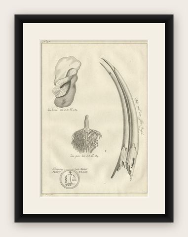 Antique Print of the Bill of an Ibis Bird by Shaw, 1773, shown framed