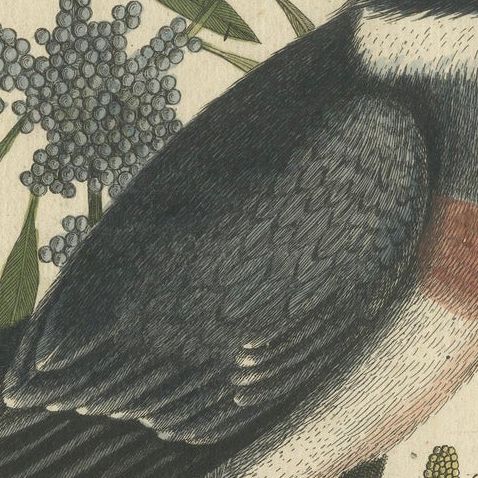 Hand-Colored Engraving of the Kingfisher by Johann Michael Seligmann, ca.1770, close-up 6