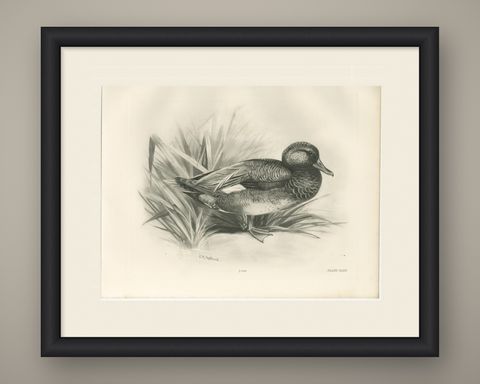 Gadwall Duck among Reeds, Plate CLXXI, Antique Bird Print by Medland, 1909, shown framed