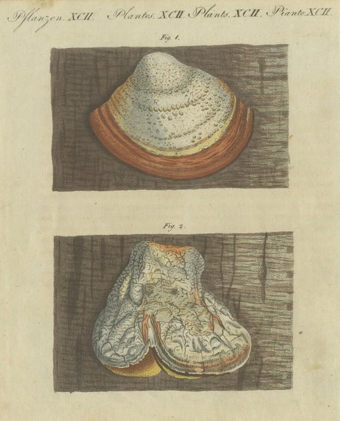 1805 Hand-Colored Engraving of Fungi Specimens from Bertuch’s Work, close-up 1