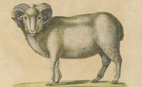 Spanish Sheep, Ewe, Lamb & Ram, Brodtmann Lithograph, 1816, close-up 3